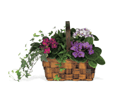 Mixed African Violet Basket, picture