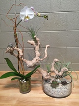 Orchids and Succulents | Washington DC | Rockville MD