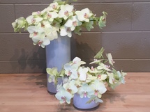 Lime Phalaenopsis - Washington DC - Rockville MD – Palace Florists