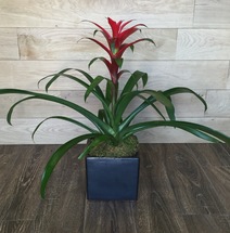 Bromeliad | Washington DC | Rockville MD