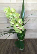 Single Cymbidium | Washington DC | Rockville MD