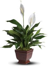 Green Plant- Washington DC - Rockville - Palace Florists