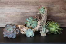 Succulents- Washington DC - Rockville MD – Palace Florists